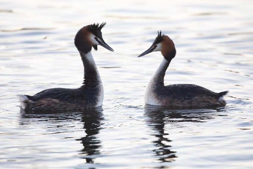 Kom nærmere fuglelivet med en kikkert